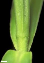 Veronica angustissima. Leaf bud with no sinus. Scale = 1 mm.
 Image: W.M. Malcolm © Te Papa CC-BY-NC 3.0 NZ